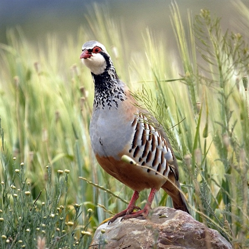 Chukar 1