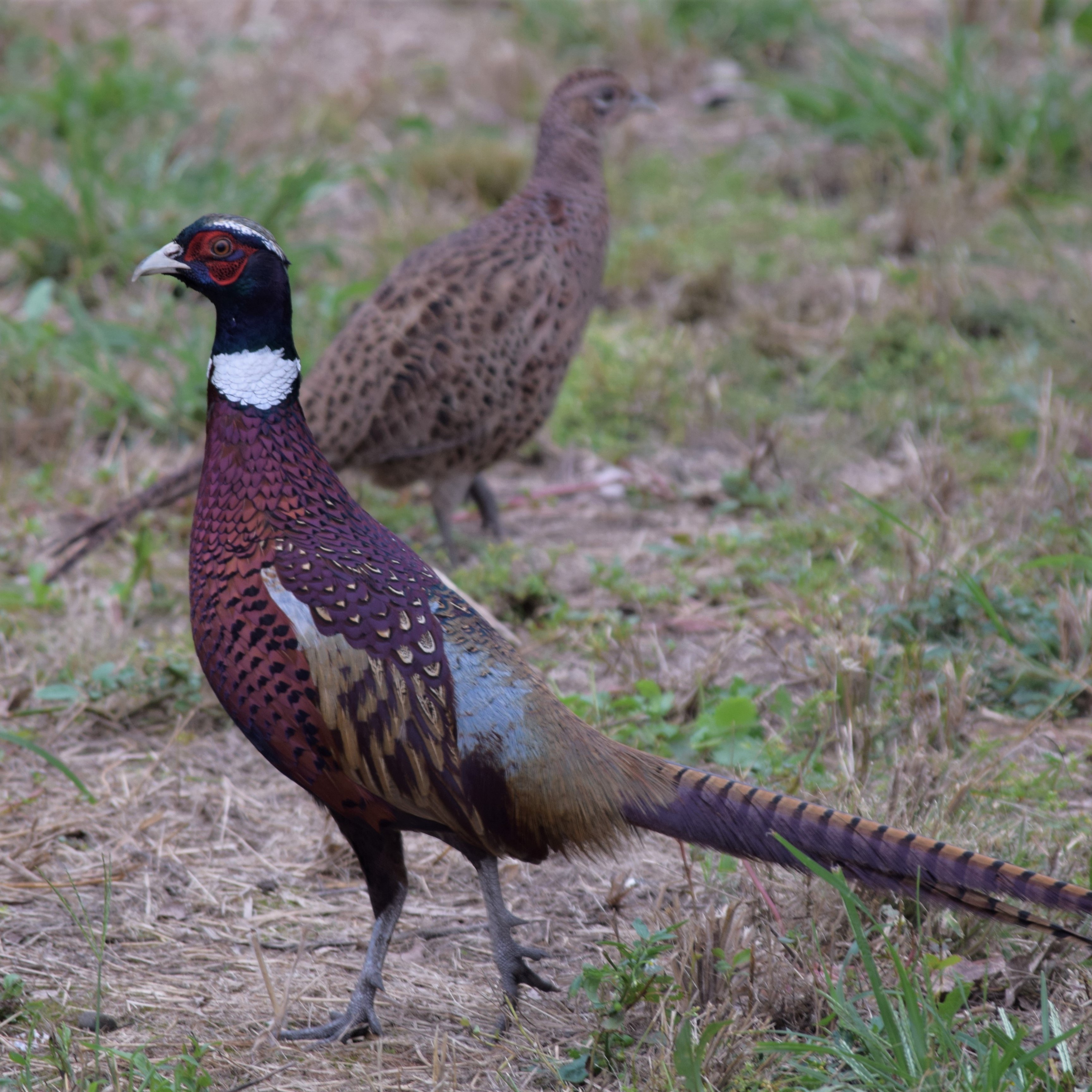 pheasant hunting s w michigan